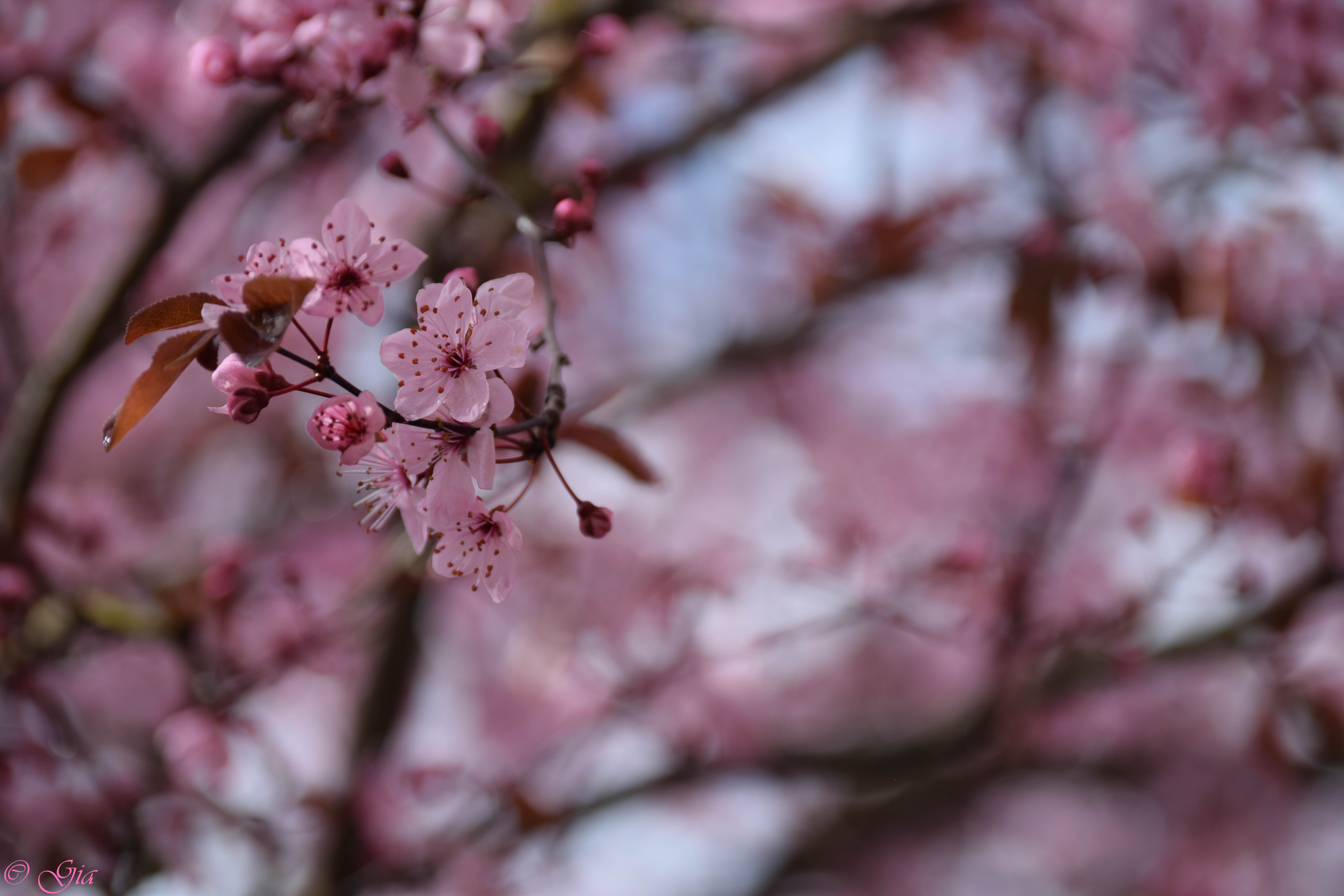 Spring cheery blossom Mar 2017 II