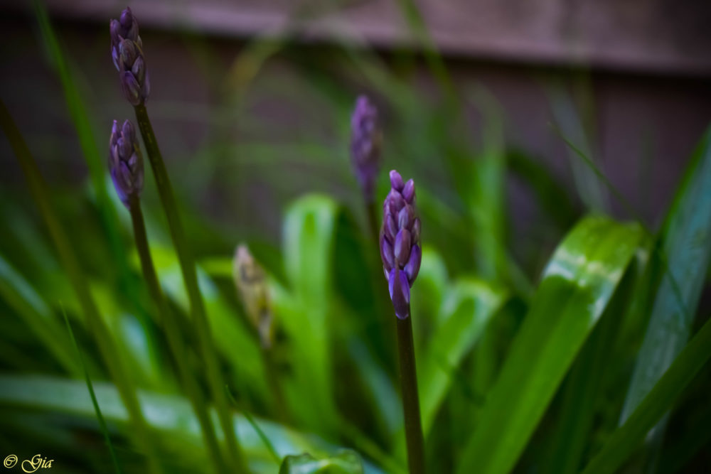 Springy colors (1 of 1)