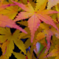 cropped-Autumn-leaves-2017-0104-e1537426793404-1.jpg