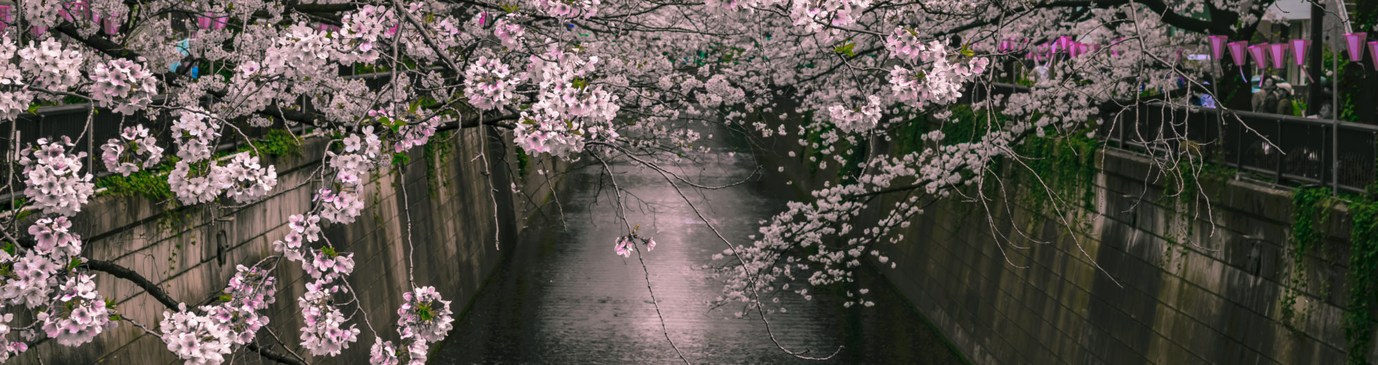 cropped-Hamani-Meguro-River-2018-0290.jpg