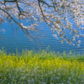 cropped-Springtime-bloom-1-of-1-e1537426080302-1.jpg